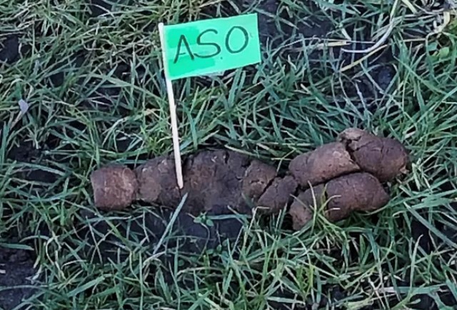 Aso hondenpoep