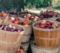 Alle appels en peren zijn welkom in Azelo